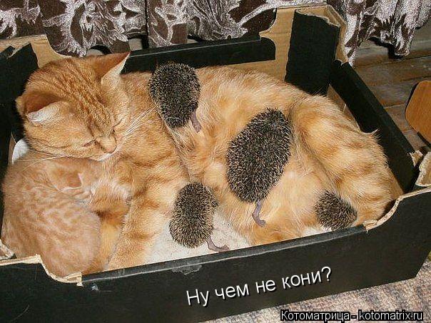 Ну чем не кони?... Котоматрица: Ну чем не кони?