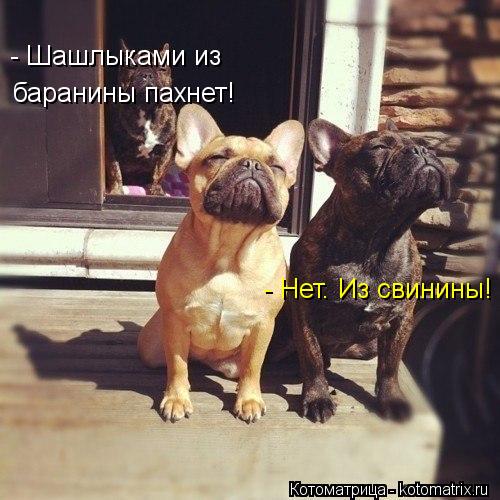 - Нет. Из свинины! - Шашлыками из баранины пахнет!... Котоматрица: - Нет. Из свинины! - Шашлыками из баранины пахнет!