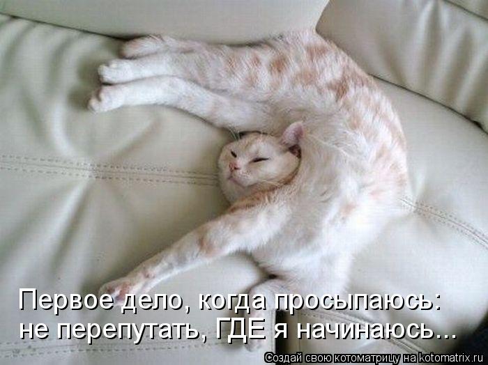 не перепутать, ГДЕ я начинаюсь... Первое дело, когда просыпаюсь:... Котоматрица: не перепутать, ГДЕ я начинаюсь... Первое дело, когда просыпаюсь: