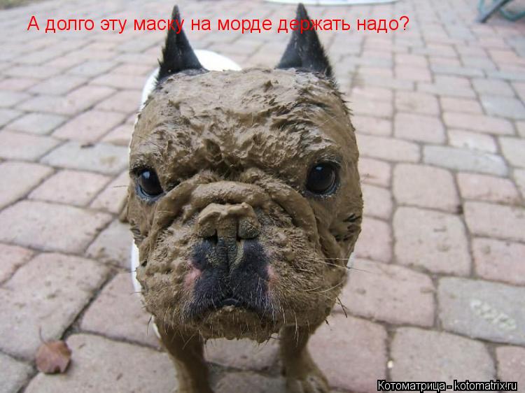 А долго эту маску на морде держать надо?... Котоматрица: А долго эту маску на морде держать надо?