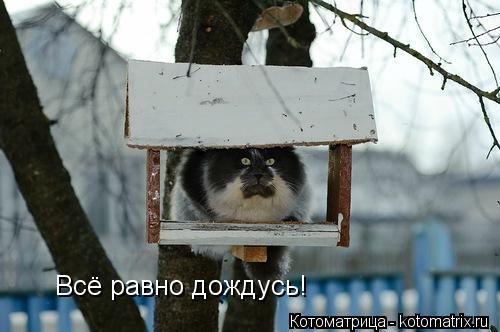 Всё равно дождусь!... Котоматрица: Всё равно дождусь!