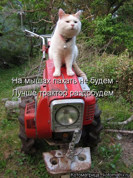 На мышах пахать не будем - Лучше трактор раздобудем... Котоматрица: На мышах пахать не будем - Лучше трактор раздобудем