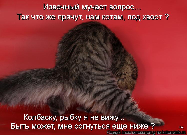 Извечный мучает вопрос... Так что же прячут, нам котам, под хвост ? Колбаску, рыбку я не вижу... Быть... Котоматрица: Извечный мучает вопрос... Так что же прячут, нам котам, под хвост ? Колбаску, рыбку я не вижу... Быть может, мне согнуться еще ниже ? FA