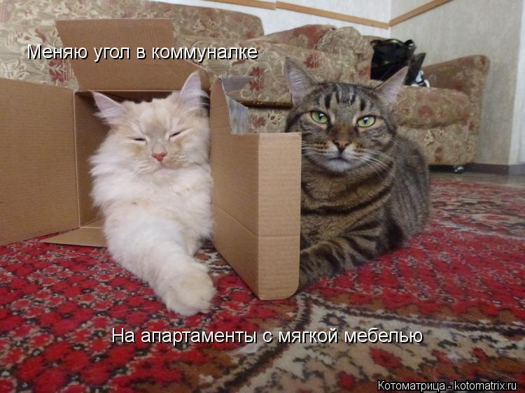 Меняю угол в коммуналке На апартаменты с мягкой мебелью... Котоматрица: Меняю угол в коммуналке На апартаменты с мягкой мебелью
