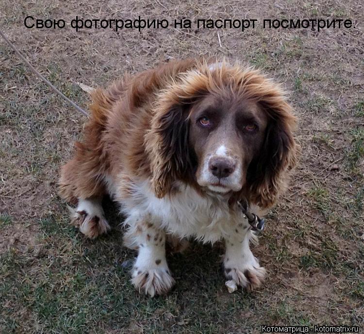 Свою фотографию на паспорт посмотрите.... Котоматрица: Свою фотографию на паспорт посмотрите.