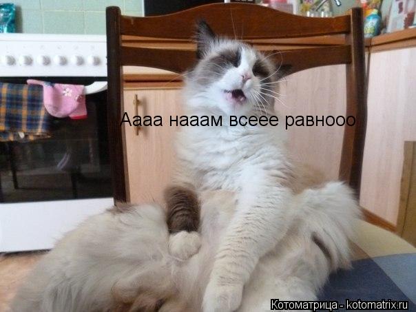 Аааа нааам всеее равнооо... Котоматрица: Аааа нааам всеее равнооо