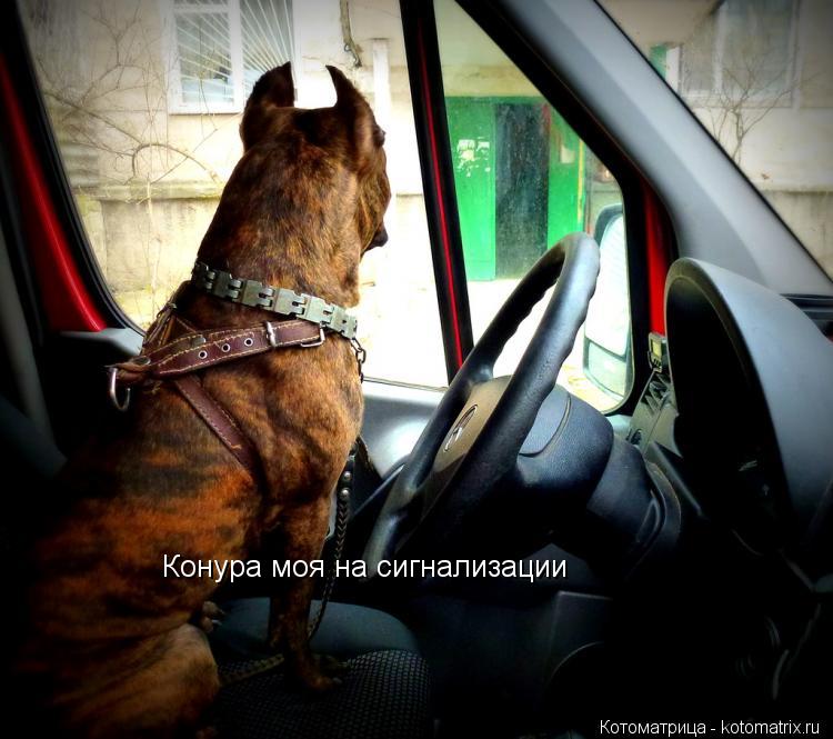 Конура моя на сигнализации... Котоматрица: Конура моя на сигнализации