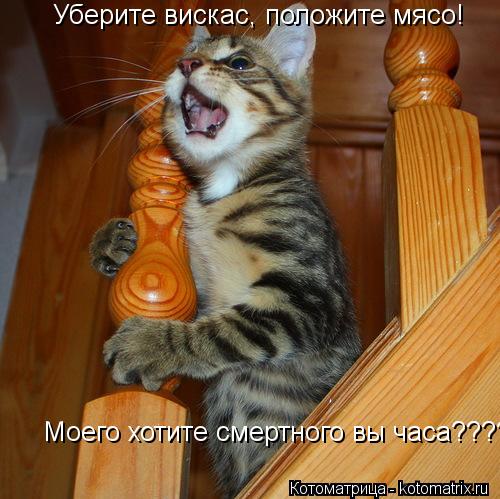 Уберите вискас, положите мясо! Моего хотите смертного вы часа????... Котоматрица: Уберите вискас, положите мясо! Моего хотите смертного вы часа????