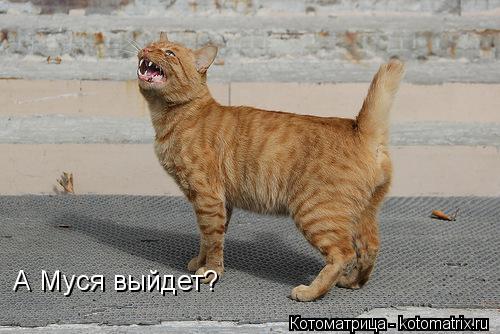 А Муся выйдет?... Котоматрица: А Муся выйдет?