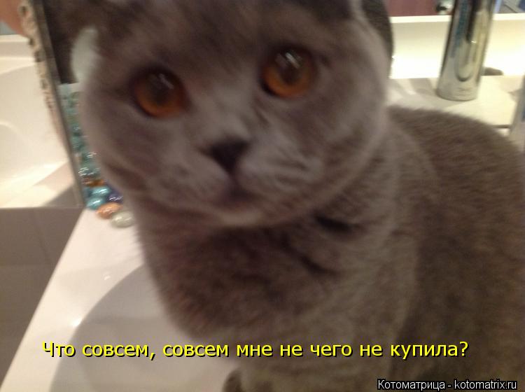 Что совсем, совсем мне не чего не купила?... Котоматрица: Что совсем, совсем мне не чего не купила?