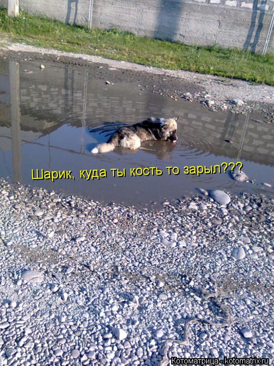 Шарик, куда ты кость то зарыл???... Котоматрица: Шарик, куда ты кость то зарыл???