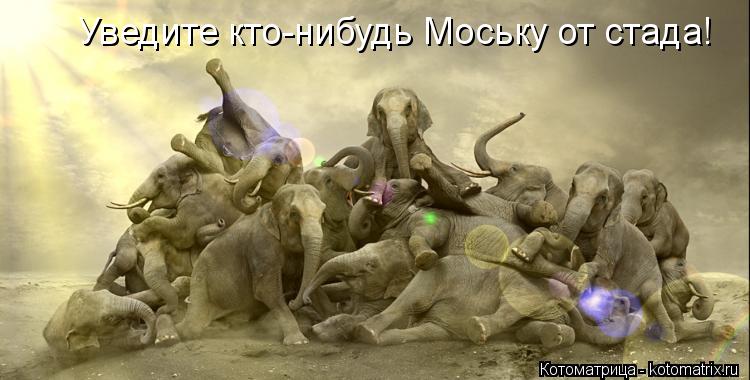 Уведите кто-нибудь Моську от стада!... Котоматрица: Уведите кто-нибудь Моську от стада!