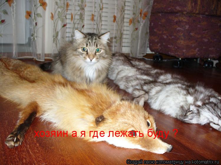 хозяин а я где лежать буду ?... Котоматрица: хозяин а я где лежать буду ?