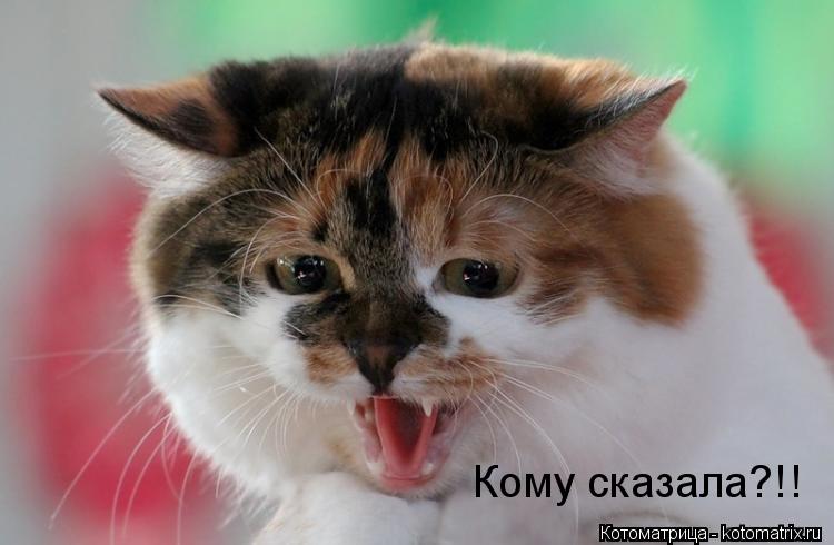 Кому сказала?!!... Котоматрица: Кому сказала?!!