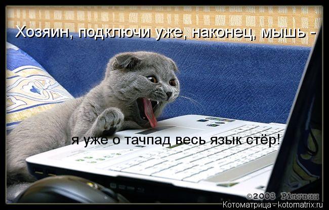 я уже о тачпад весь язык стёр! Хозяин, подключи уже, наконец, мышь -... Котоматрица: я уже о тачпад весь язык стёр! Хозяин, подключи уже, наконец, мышь -