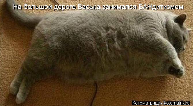 На большой дороге Васька занимался БАНдитизмом... Котоматрица: На большой дороге Васька занимался БАНдитизмом