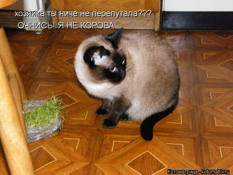 хозяйка ты ничё не перепутала??? ОЧНИСЬ! Я НЕ КОРОВА... Котоматрица: хозяйка ты ничё не перепутала??? ОЧНИСЬ! Я НЕ КОРОВА
