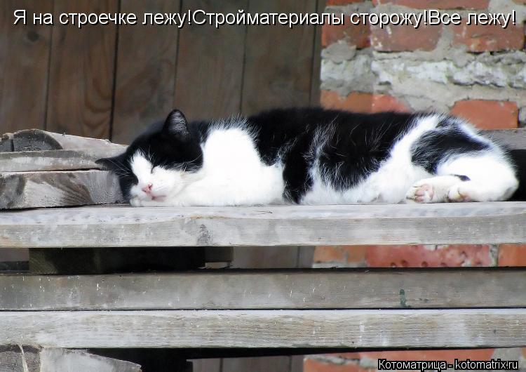 Я на строечке лежу!Стройматериалы сторожу!Все лежу!... Котоматрица: Я на строечке лежу!Стройматериалы сторожу!Все лежу!
