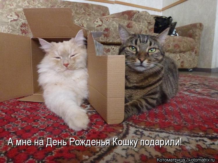 А мне на День Рожденья Кошку подарили!... Котоматрица: А мне на День Рожденья Кошку подарили!