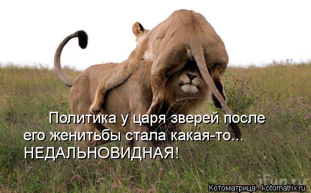 Политика у царя зверей после его женитьбы стала какая-то... НЕДАЛЬНОВИДНАЯ!... Котоматрица: Политика у царя зверей после его женитьбы стала какая-то... НЕДАЛЬНОВИДНАЯ!