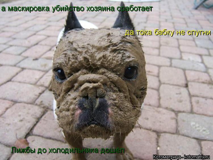 а маскировка убийство хозяина сработает да тока бабку не спугни Лижбы до холодильника дошёл... Котоматрица: а маскировка убийство хозяина сработает да тока бабку не спугни Лижбы до холодильника дошёл