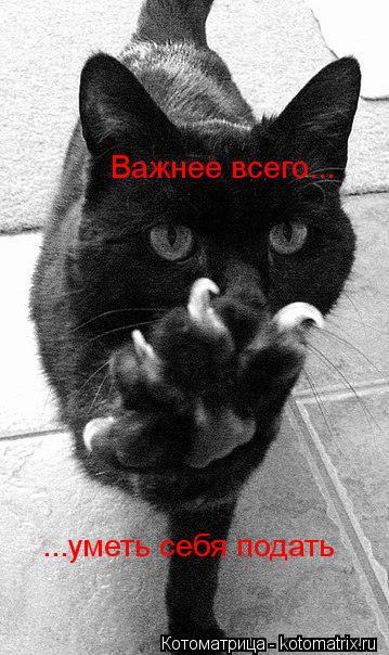 Важнее всего... ...уметь себя подать... Котоматрица: Важнее всего... ...уметь себя подать