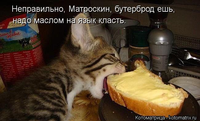 Неправильно, Матроскин, бутерброд ешь, надо маслом на язык класть.... Котоматрица: Неправильно, Матроскин, бутерброд ешь, надо маслом на язык класть.