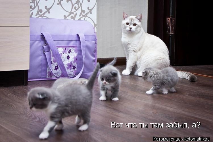 Вот что ты там забыл, а?... Котоматрица: Вот что ты там забыл, а?
