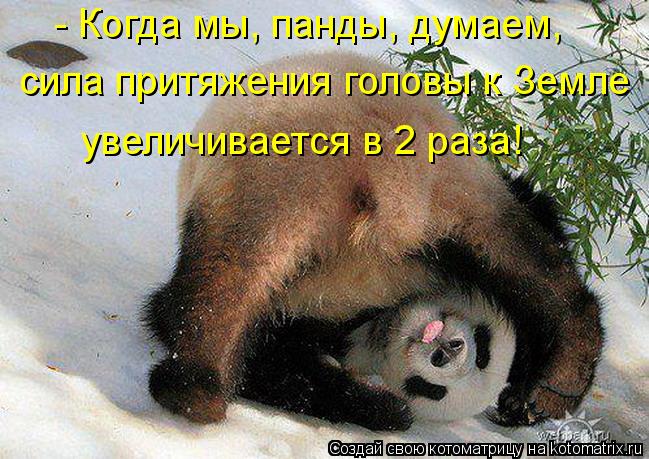 - Когда мы, панды, думаем, увеличивается в 2 раза! сила притяжения головы к Земле... Котоматрица: - Когда мы, панды, думаем, увеличивается в 2 раза! сила притяжения головы к Земле