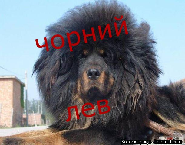 чорний лев... Котоматрица: чорний лев
