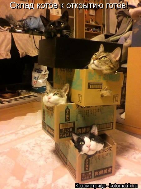 Склад котов к открытию готов!... Котоматрица: Склад котов к открытию готов!