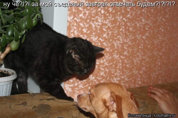 ну чё?!?! за мой съеденый завтрак отвечать будем?!?!?!?... Котоматрица: ну чё?!?! за мой съеденый завтрак отвечать будем?!?!?!?