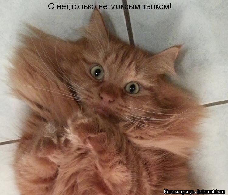 О нет,только не мокрым тапком!... Котоматрица: О нет,только не мокрым тапком!