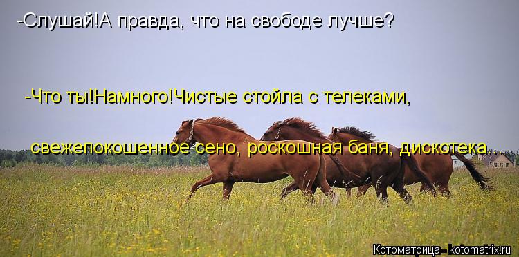 -Слушай!А правда, что на свободе лучше? -Что ты!Намного!Чистые стойла с телеками, свежепокошенное сен... Котоматрица: -Слушай!А правда, что на свободе лучше? -Что ты!Намного!Чистые стойла с телеками, свежепокошенное сено, роскошная баня, дискотека...