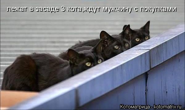 лежат в засаде 3 кота,ждут мужчину с покупками... Котоматрица: лежат в засаде 3 кота,ждут мужчину с покупками