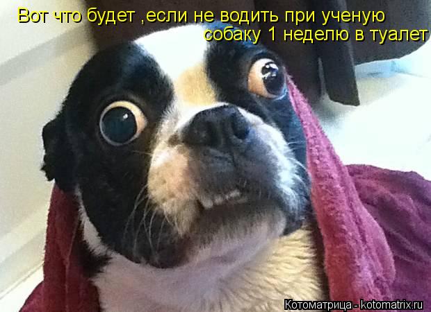 Вот что будет ,если не водить при ученую собаку 1 неделю в туалет... Котоматрица: Вот что будет ,если не водить при ученую собаку 1 неделю в туалет