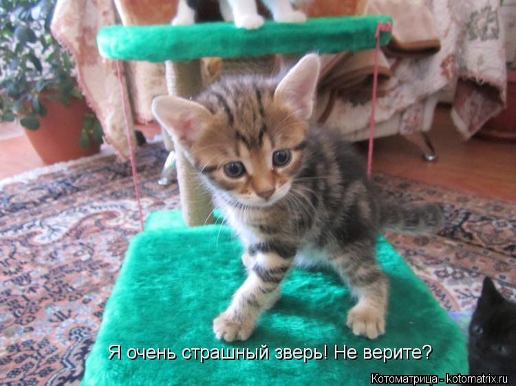 Я очень страшный зверь! Не верите?... Котоматрица: Я очень страшный зверь! Не верите?