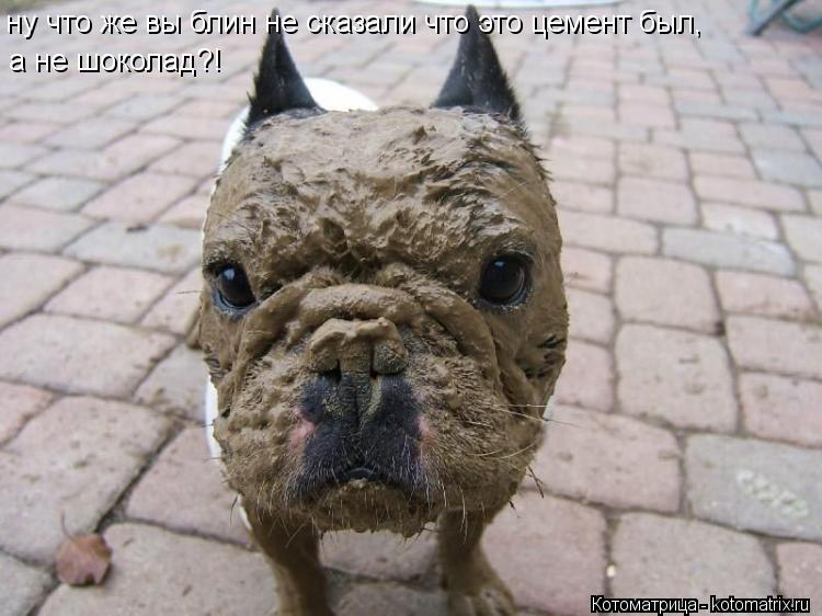 ну что же вы блин не сказали что это цемент был, а не шоколад?!... Котоматрица: ну что же вы блин не сказали что это цемент был, а не шоколад?!