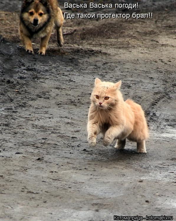 Васька Васька погоди! Где такой протектор брал!!... Котоматрица: Васька Васька погоди! Где такой протектор брал!!