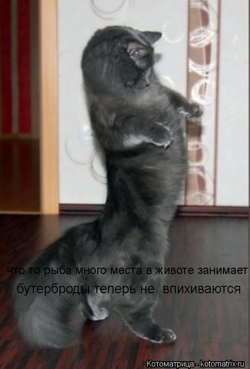 что то рыба много места в животе занимает бутерброды теперь не впихиваются... Котоматрица: что то рыба много места в животе занимает бутерброды теперь не впихиваются
