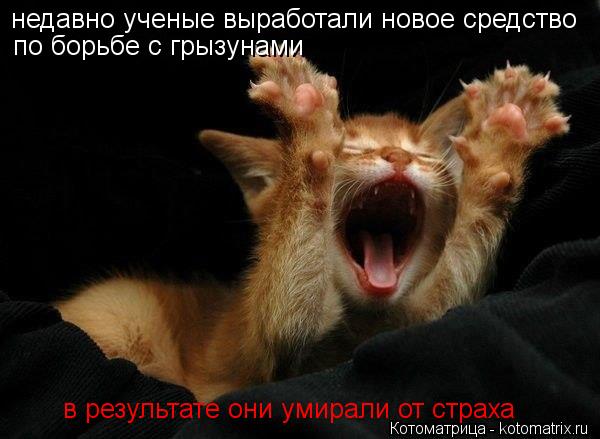 недавно ученые выработали новое средство по борьбе с грызунами в результате они умирали от страха... Котоматрица: недавно ученые выработали новое средство по борьбе с грызунами в результате они умирали от страха