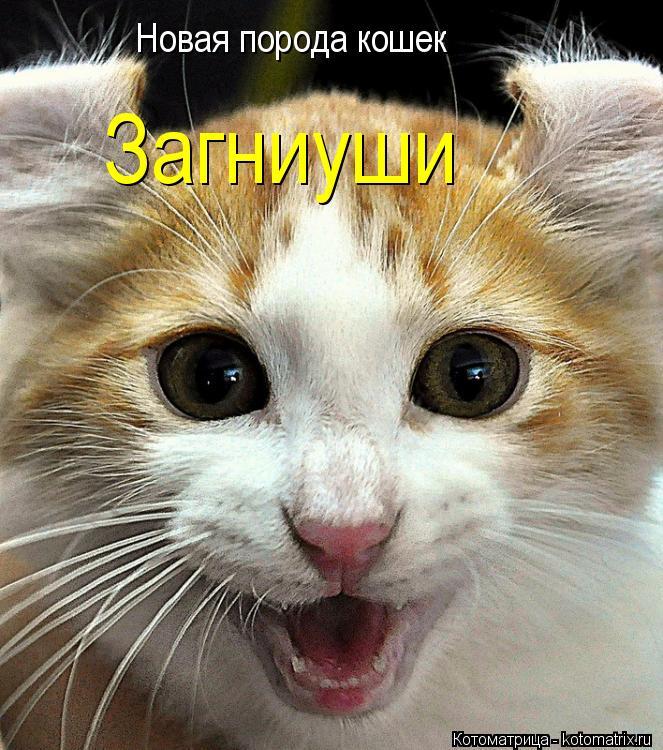 Новая порода кошек Загниуши... Котоматрица: Новая порода кошек Загниуши