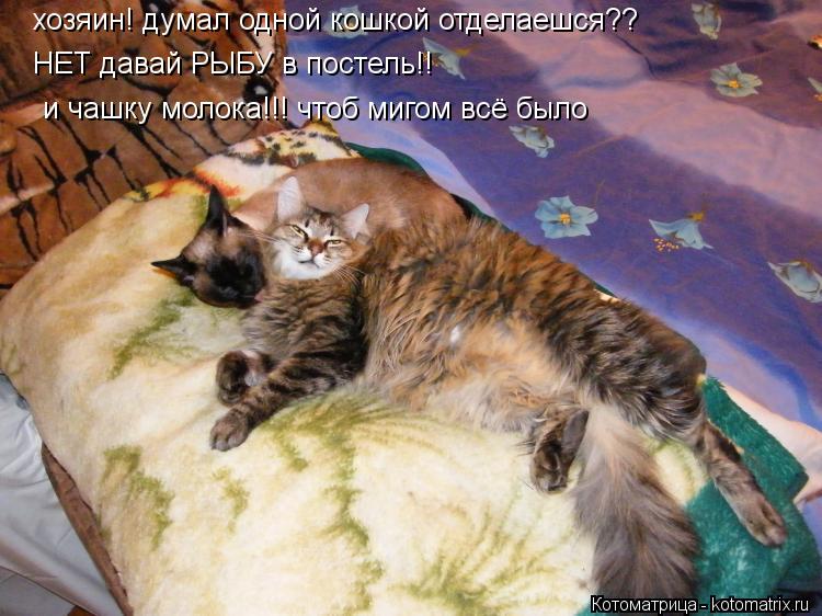 хозяин! думал одной кошкой отделаешся?? НЕТ давай РЫБУ в постель!! и чашку молока!!! чтоб мигом всё б... Котоматрица: хозяин! думал одной кошкой отделаешся?? НЕТ давай РЫБУ в постель!! и чашку молока!!! чтоб мигом всё было