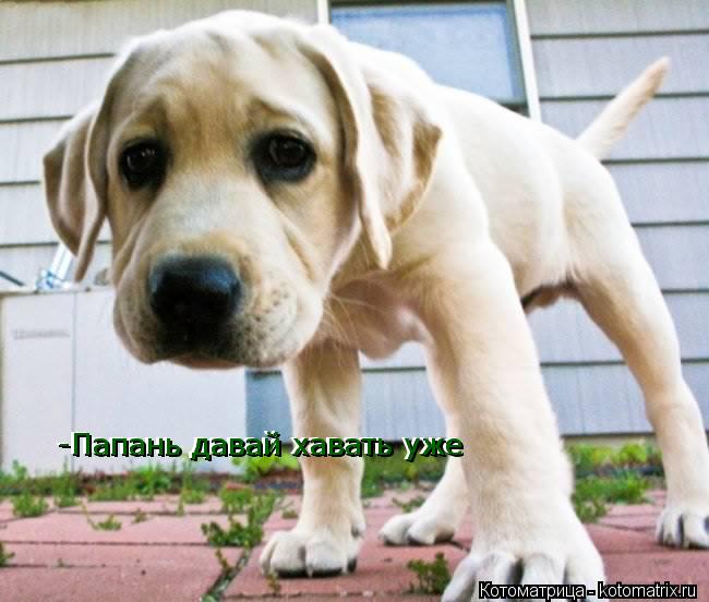 -Папань давай хавать уже -Папань давай хавать уже... Котоматрица: -Папань давай хавать уже -Папань давай хавать уже
