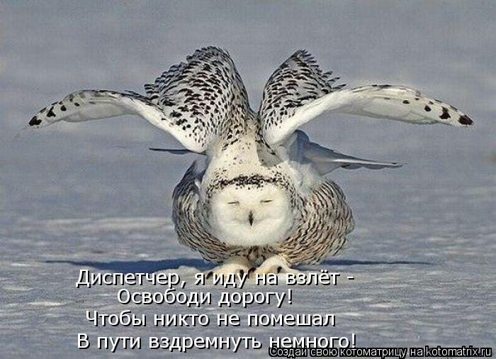 В пути вздремнуть немного! Чтобы никто не помешал Освободи дорогу! Диспетчер, я иду на взлёт -... Котоматрица: В пути вздремнуть немного! Чтобы никто не помешал Освободи дорогу! Диспетчер, я иду на взлёт -
