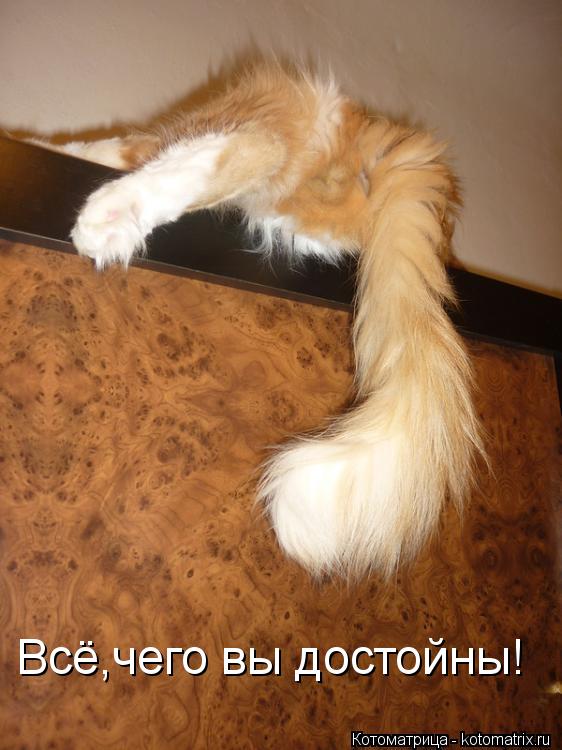 Всё,чего вы достойны!... Котоматрица: Всё,чего вы достойны!