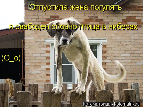 Отпустила жена погулять я свабоден словно птица в нибесах (О_о)... Котоматрица: Отпустила жена погулять я свабоден словно птица в нибесах (О_о)