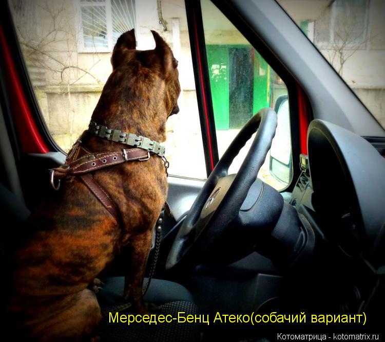 Мерседес-Бенц Атеко(собачий вариант)... Котоматрица: Мерседес-Бенц Атеко(собачий вариант)