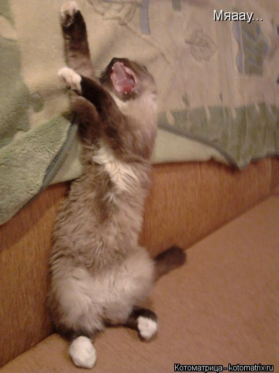 Мяаау...... Котоматрица: Мяаау...