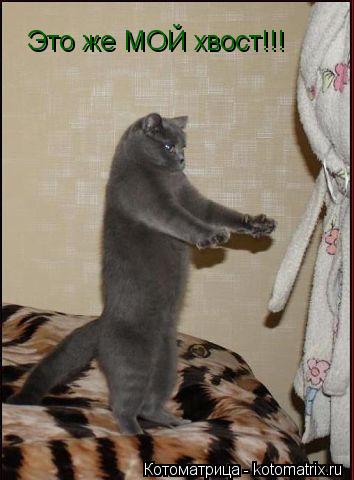 Это же МОЙ хвост!!!... Котоматрица: Это же МОЙ хвост!!!